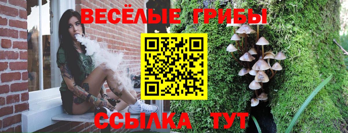купить наркотики сайты  Галлюциногенные грибы Psilocybine cubensis  Вход с VPN  Лесосибирск 